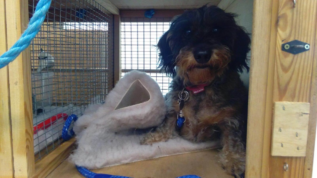international pet transport cage for mini schnauzer westhighland terrier flying from auckland nz to sanfrancisco