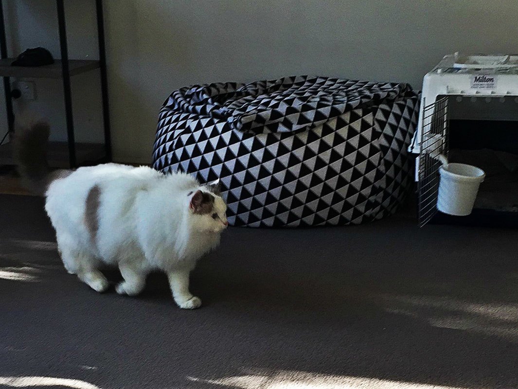 Moving pets to australia moving pets from nz to australia fly ragdoll cat to melbourne from tauranga