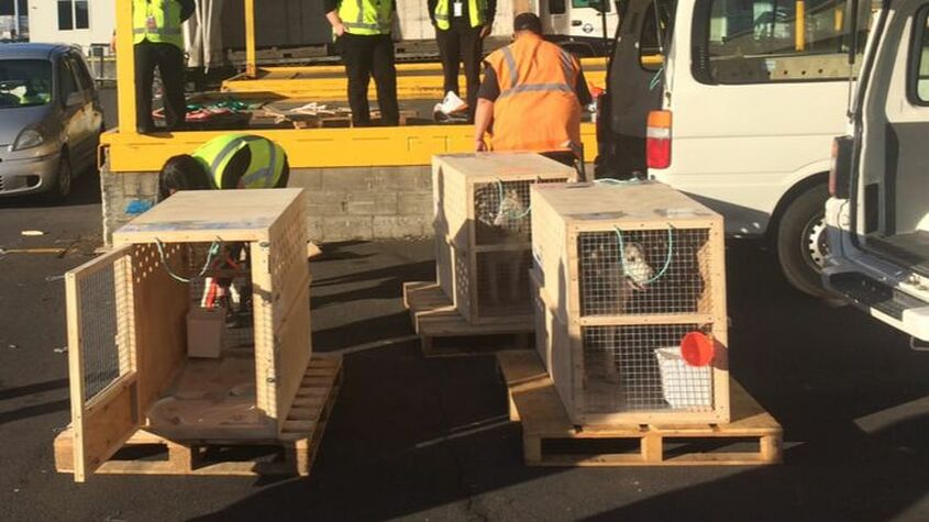 Pet Transport NZ fly husky dogs from Auckland to San Francisco USA 4 - Air NZ cargo, Auckland NZ