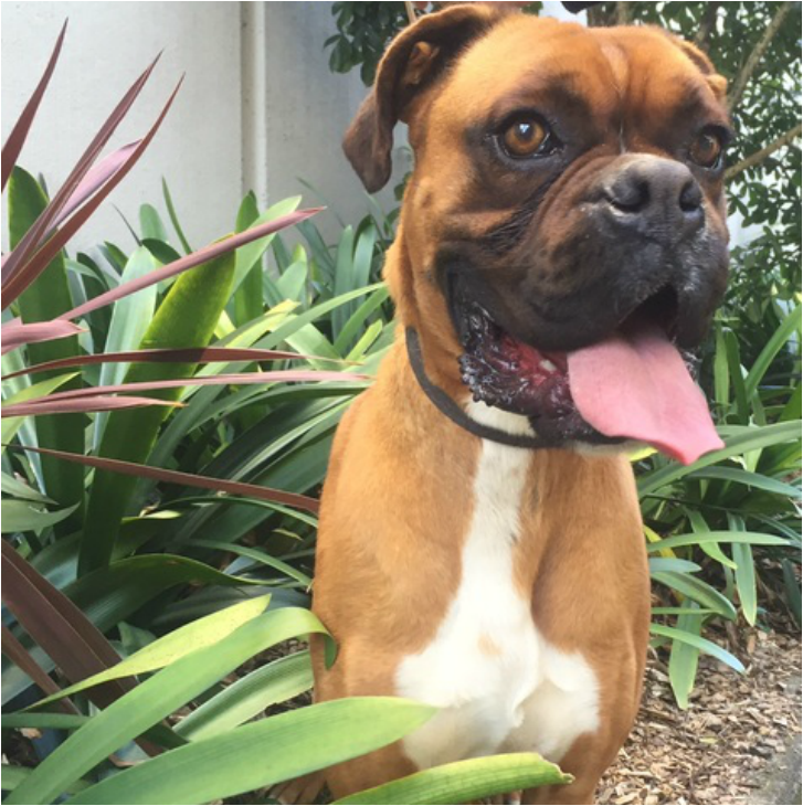 Pet courier nz cost to take dog to australia from new zealand flights for pets dog transport boxer