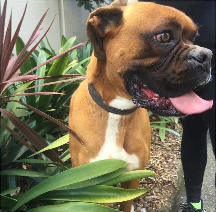 Pet courier nz cost to take dog to australia from new zealand pet transport boxer 