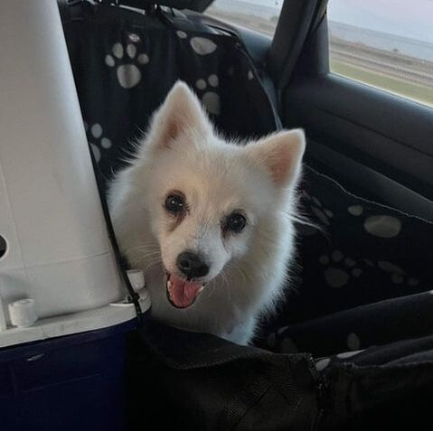 Pet Transport NZ fly Japanese Spitz to Asia from New Zealand, pictured in the car ride home after collection from the airport.