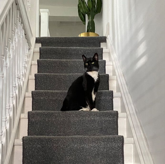 Pet Transport NZ fly black and white domestic cat from New Zealand to Australia, pictured sitting on the stair in his new home.