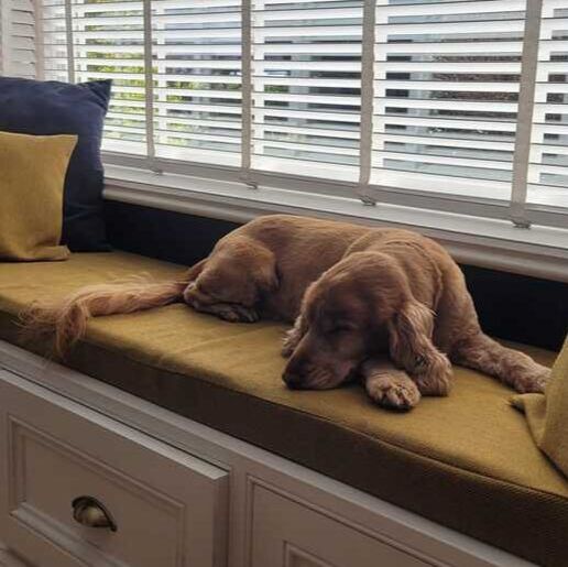 Pet Transport fly large brown dog from New Zealand to Europe, pictured on seat in his new home.