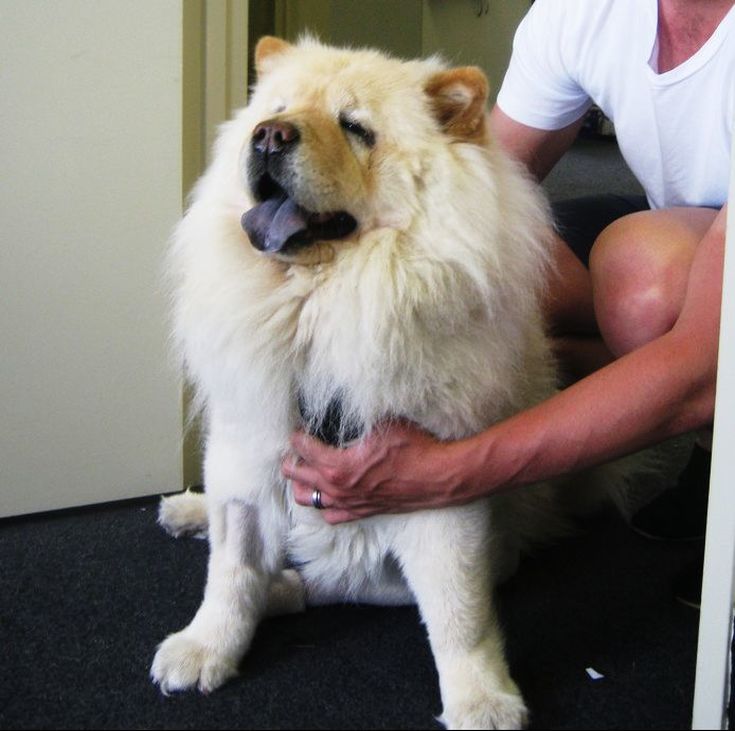 Pet Transport NZ International Pet Courier fly TOMO the Chow Chow dog, from Auckland, New Zealand to Sydney, Australia