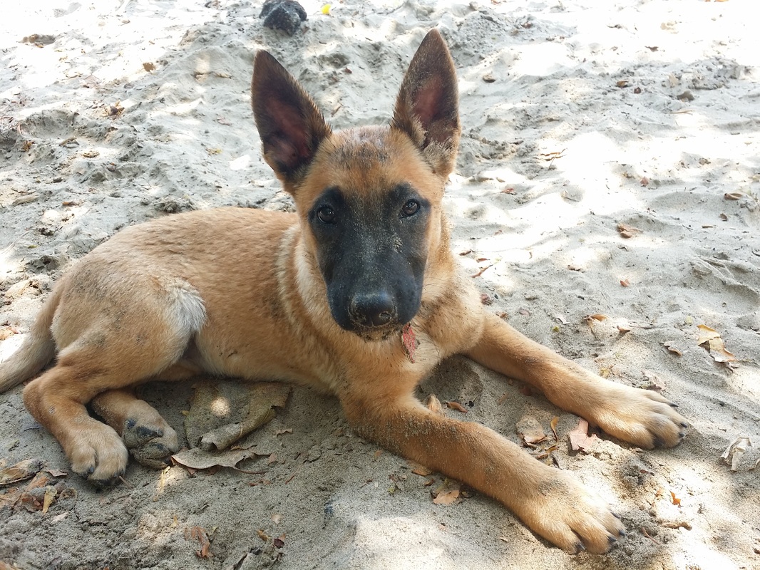 fly dog to usa belgian malinois dog from auckland airport to honolulu hawaii puppy at the beach 