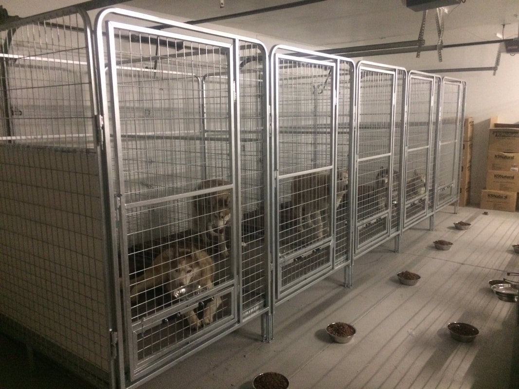 Pet Transport NZ fly husky dogs from Auckland to San Francisco USA 13 - First night in their new kennels
