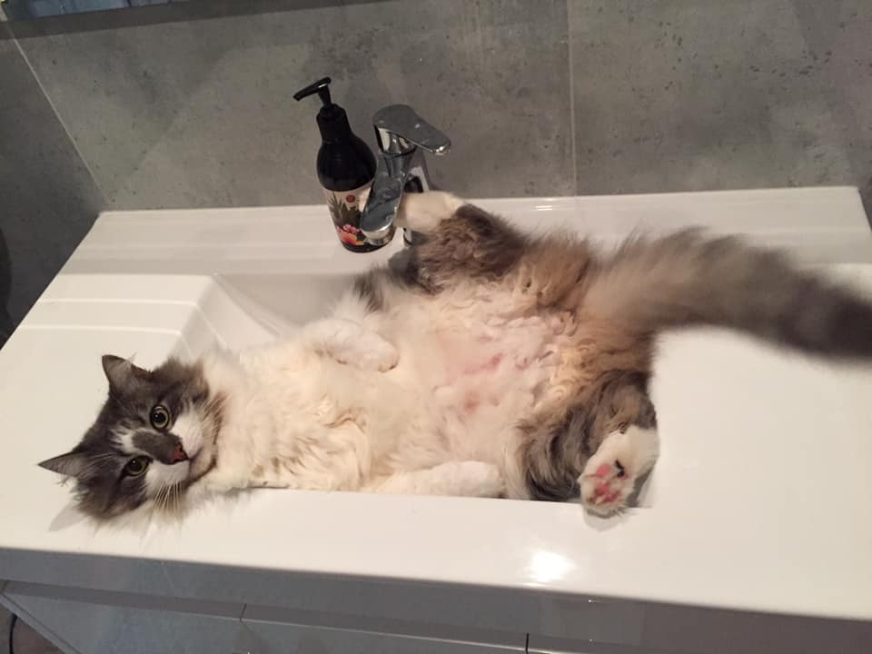 Pet Transport NZ IATA Travel Crate Competition 3rd Runner Up Prince Stanley Whiskers the cat relaxing in a bathroom sink