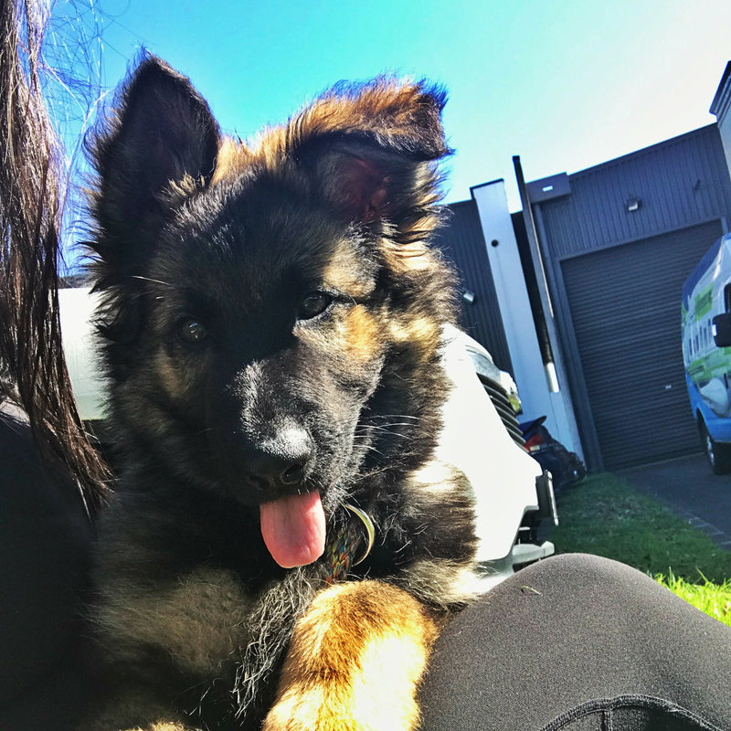 Pet Transport NZ International Pet Courier Fly German Shepherd Puppy to Honolulu Hawaii from Auckland New Zealand fly dog to USA