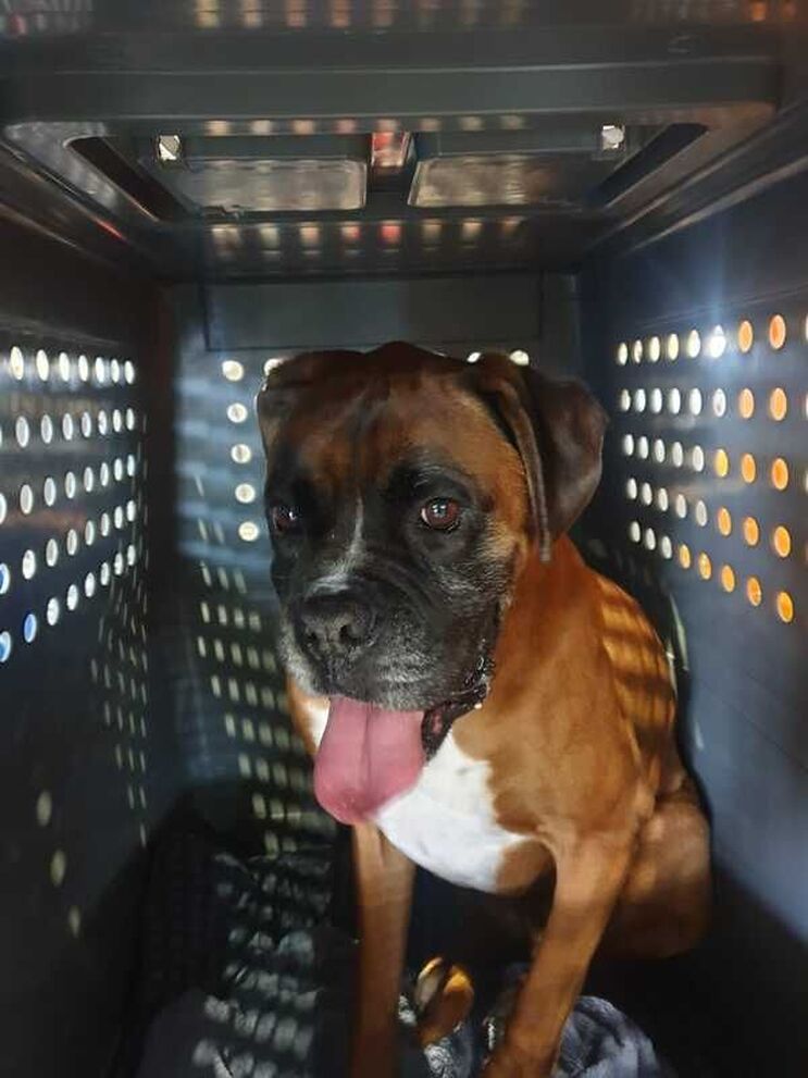 Pet Transport NZ fly Bear Boxer Dog inside his travel crate to Australia from New Zealand during Coronavirus lockdown with his Boxer brother Kaydo