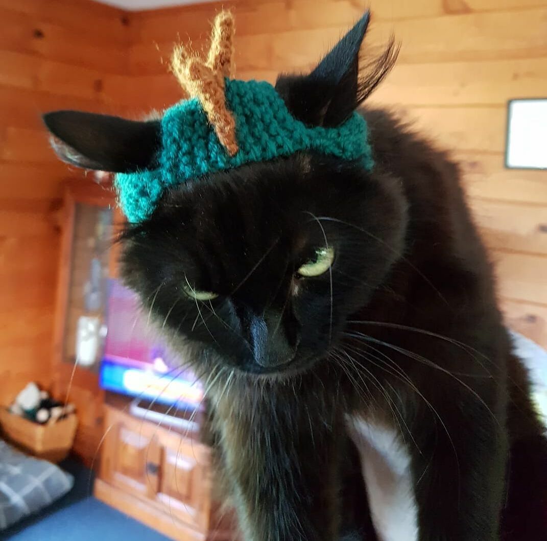 Pet Transport NZ IATA Travel Crate Competition Grand Prize Winner: Sausage the Cat wearing a dinosaur hat looking incredibly unimpressed.